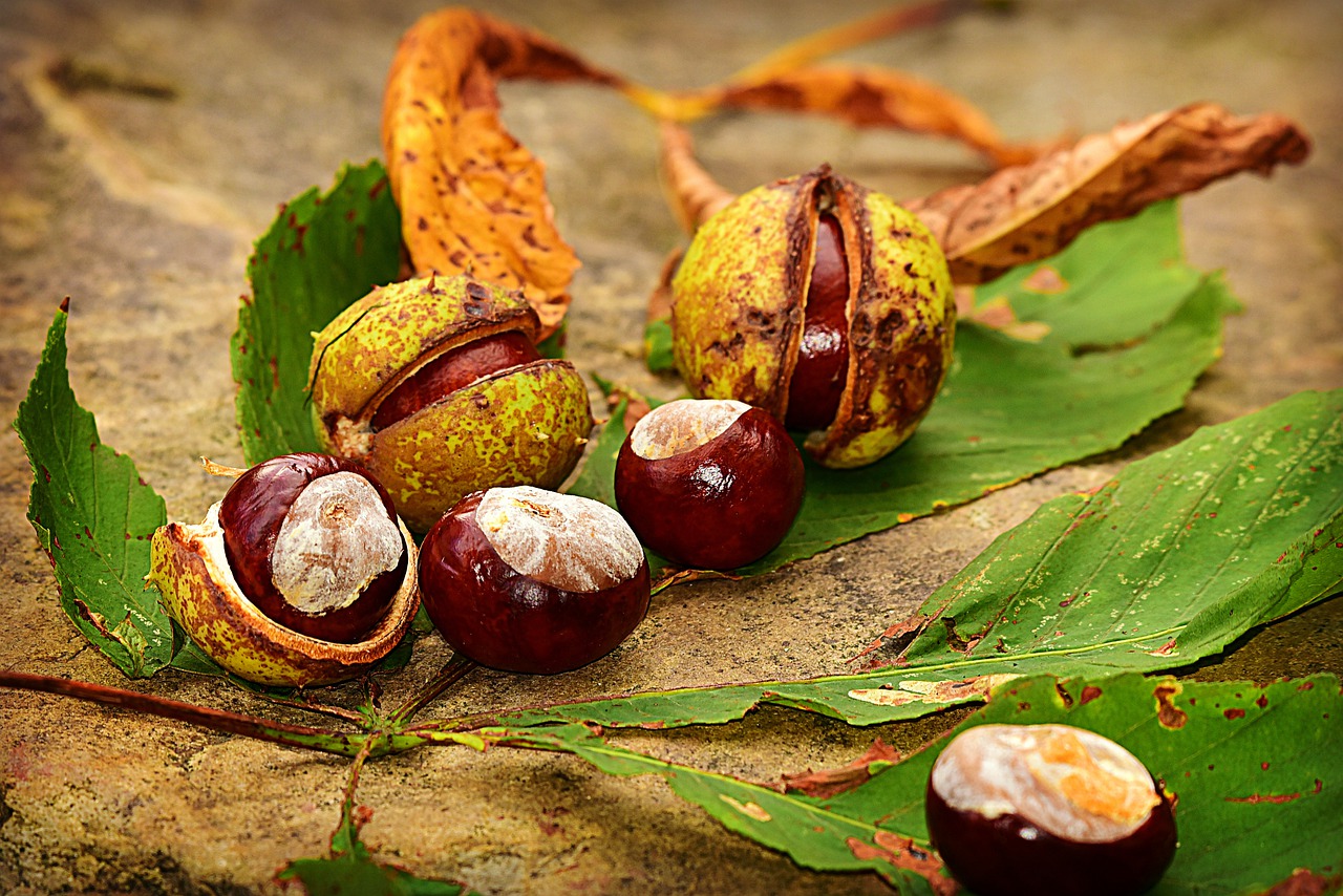 Where to find Conkers in Cheshire