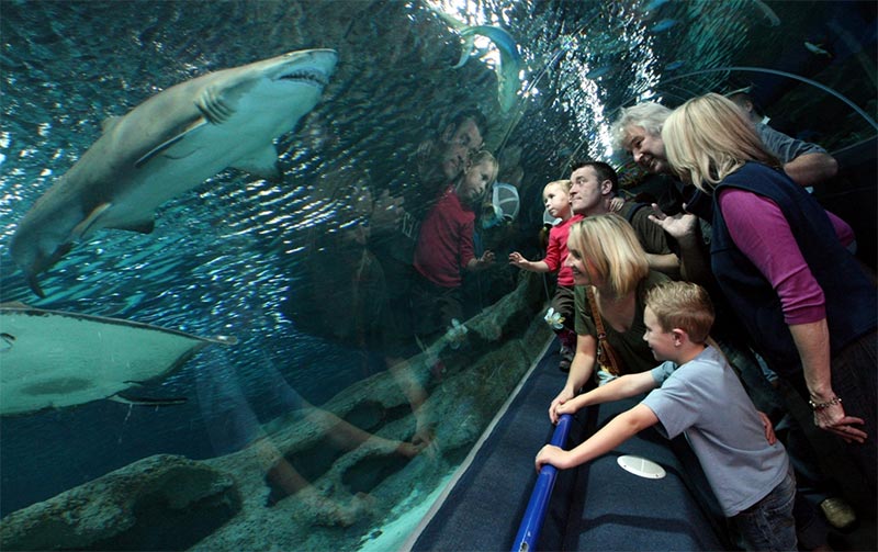Family looking at a shark at The Blue Planet 