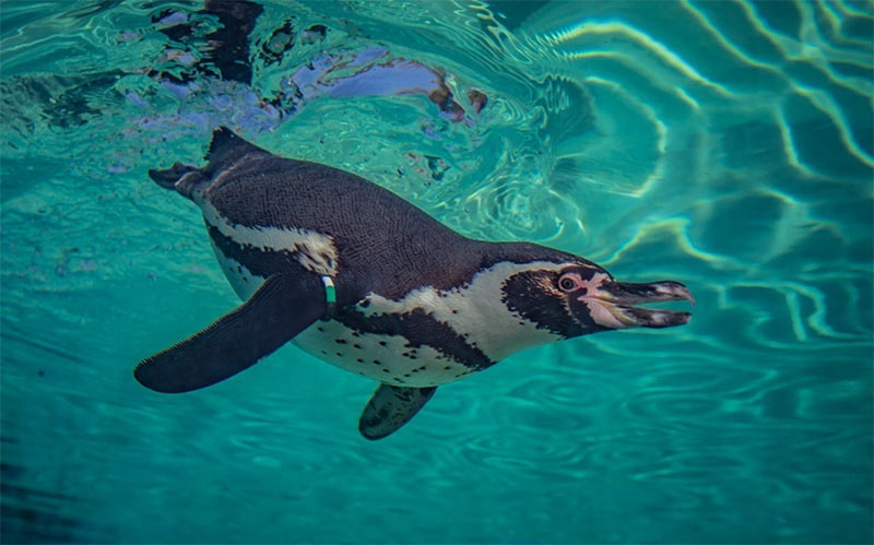 Humboldt penguin at Chester Zoo