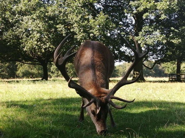 A nibbling deer at Tatton Park (picture: Sue Mountjoy)