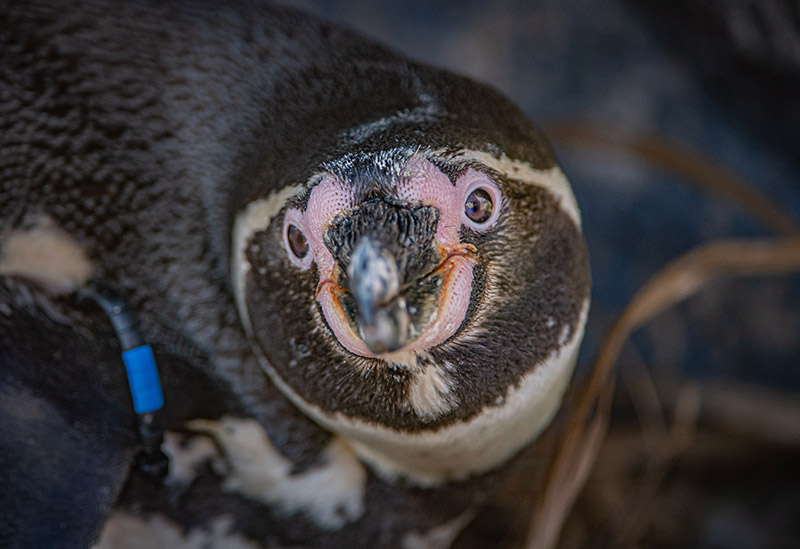 Munch the Humboldt penguin