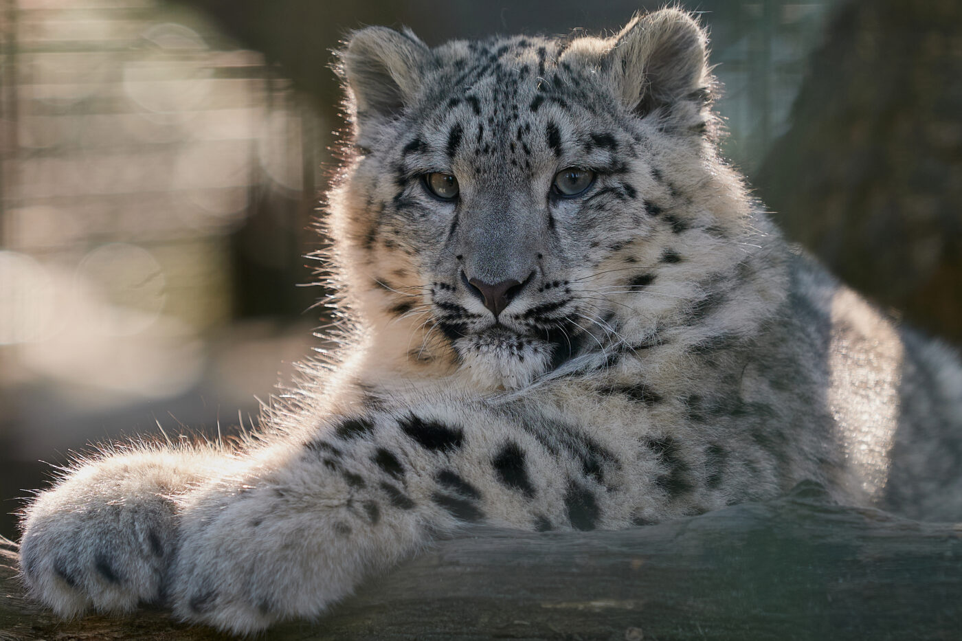 Snow Leopard's at Chester Zoo
