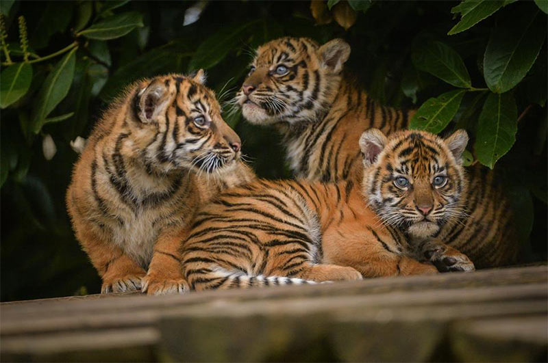 Tiger cubs at Chester Zoo
